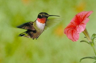 Рубиногорлая колибри (Archilochus colubris)