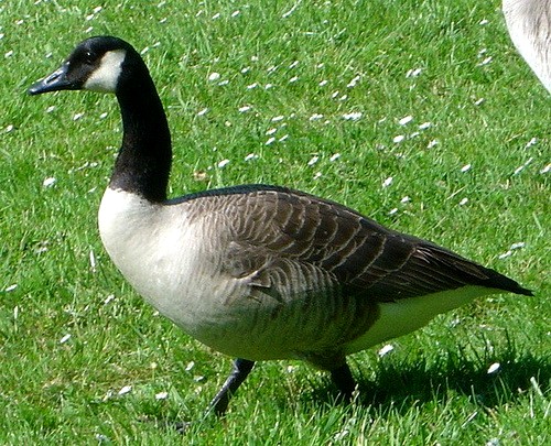 Канадская казарка (Branta canadensis)