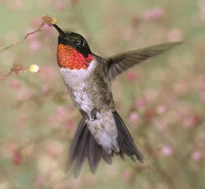 Рубиновогорлая колибри (Archilochus colubris)