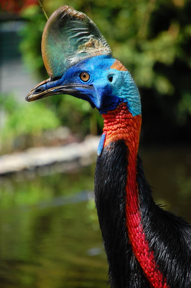 Оранжевошейный казуар (Casuarius unappendiculatus)