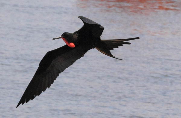 Великолепный фрегат (Fregata magnificens)