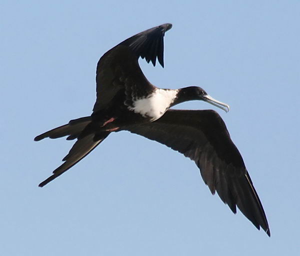 Великолепный фрегат (Fregata magnificens)