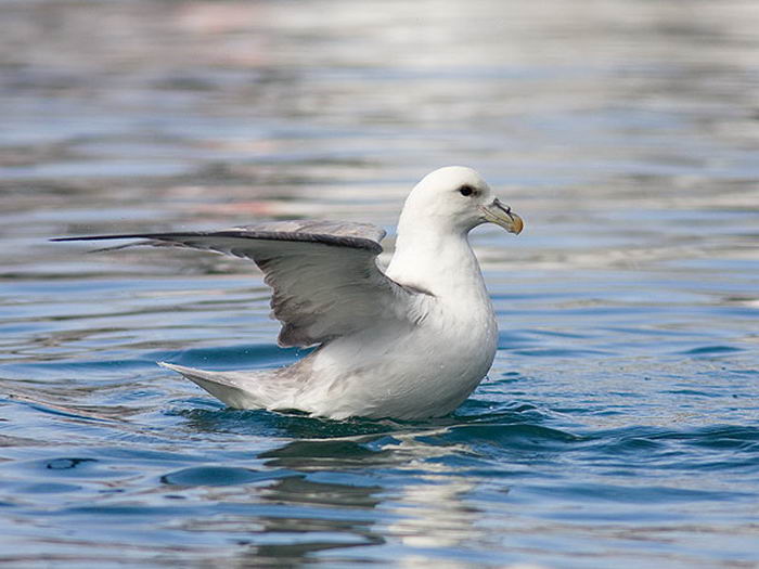 Глупыш обыкновенный (Fulmarus glacialis)