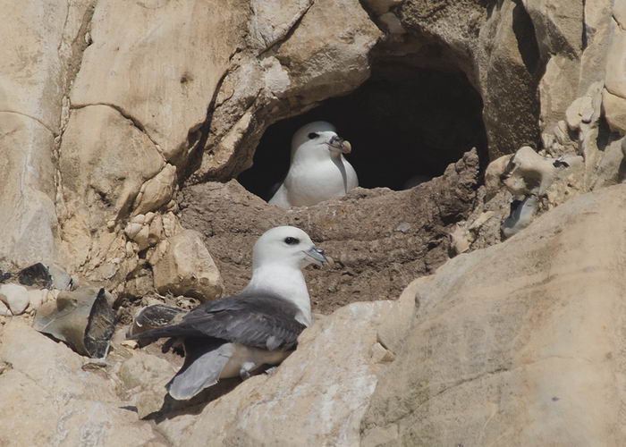 Глупыш обыкновенный (Fulmarus glacialis)