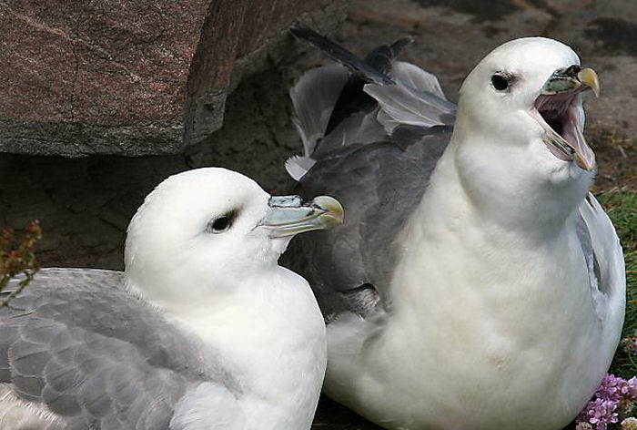 Глупыш обыкновенный (Fulmarus glacialis)