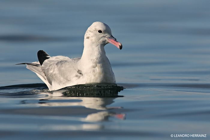 Глупыш серебристый или антарктический (Fulmarus glacialoides)