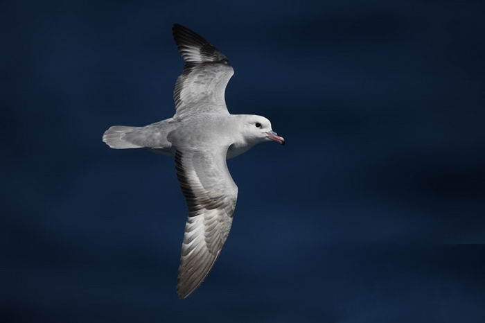 Глупыш серебристый или антарктический (Fulmarus glacialoides)