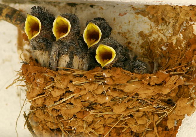 Деревенская ласточка (касатка) - Hirundo Rustica