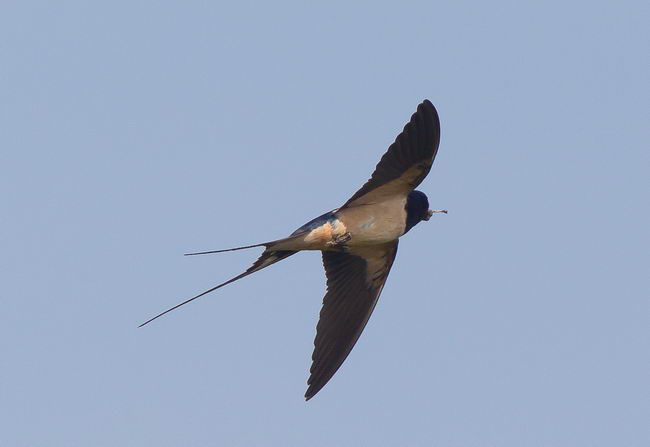 Деревенская ласточка (касатка) - Hirundo Rustica