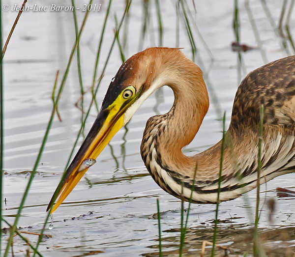 Рыжая цапля (Ardea purpurea), или имперская цапля