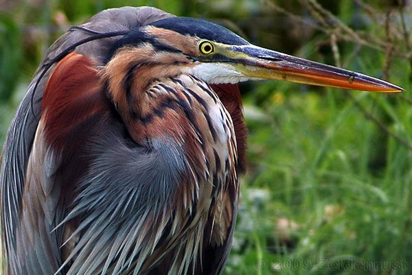 Рыжая цапля (Ardea purpurea), или имперская цапля