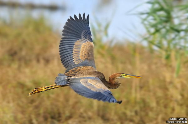 Рыжая цапля (Ardea purpurea), или имперская цапля