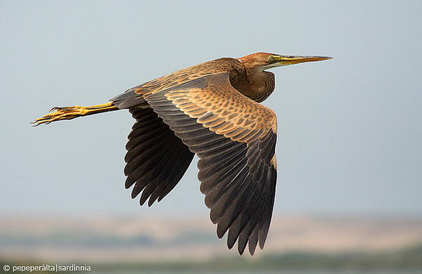 Рыжая цапля (Ardea purpurea), или имперская цапля