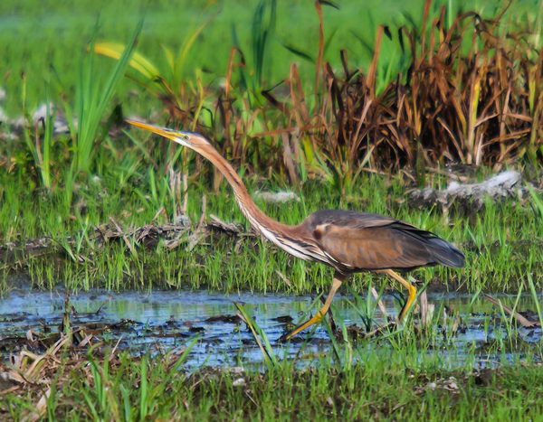 Рыжая цапля (Ardea purpurea), или имперская цапля