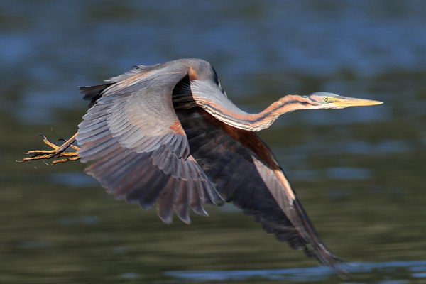 Рыжая цапля (Ardea purpurea), или имперская цапля