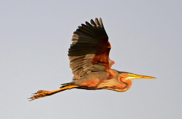 Рыжая цапля (Ardea purpurea), или имперская цапля