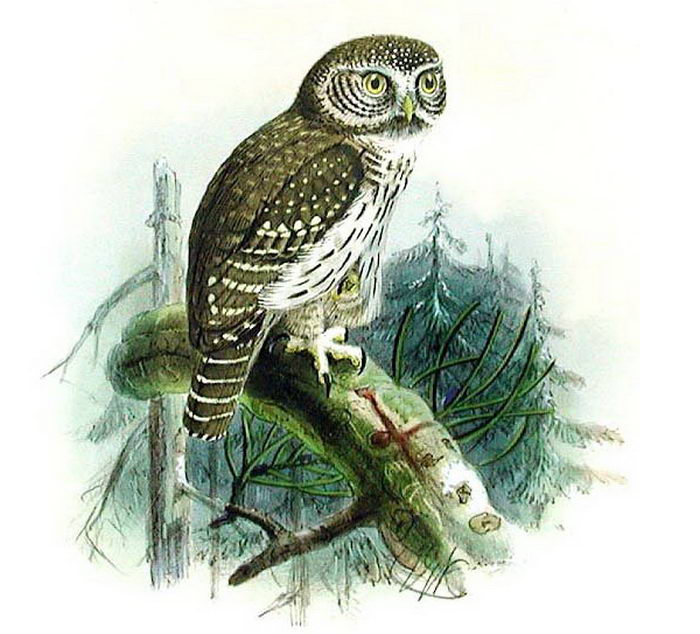 Воробьиный сыч (Glaucidium passerinum)