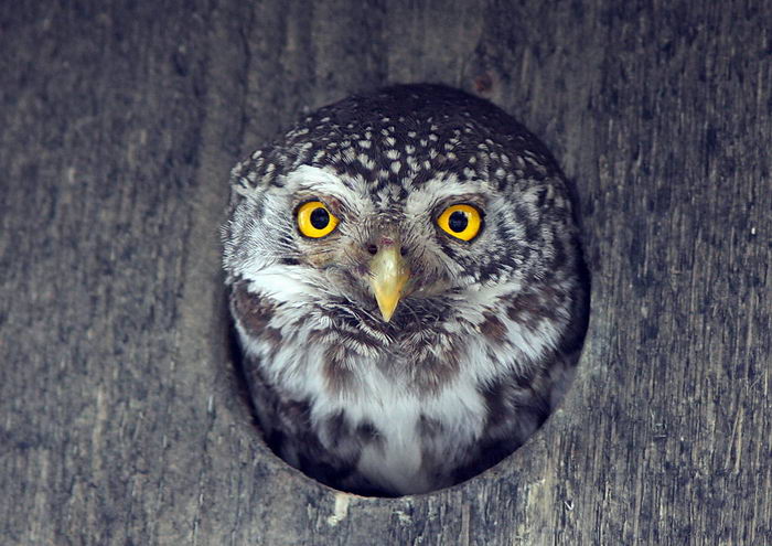 Воробьиный сыч (Glaucidium passerinum)