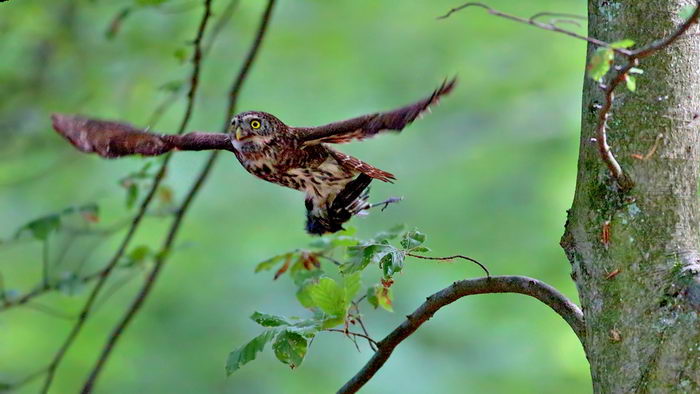 Воробьиный сыч (Glaucidium passerinum)