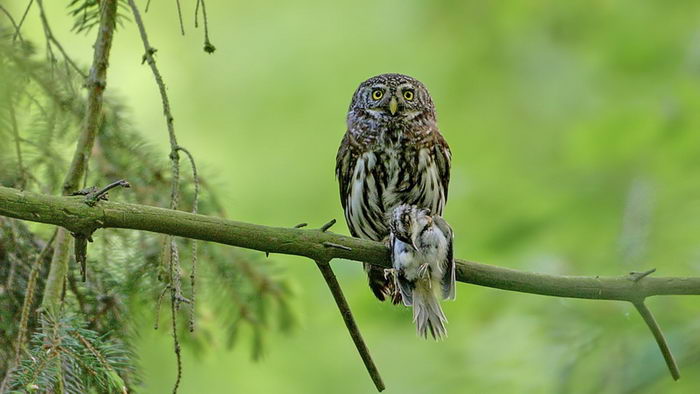 Воробьиный сыч (Glaucidium passerinum)