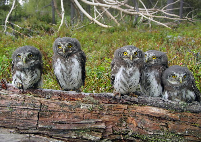 Воробьиный сыч (Glaucidium passerinum)