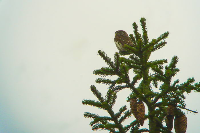 Воробьиный сыч (Glaucidium passerinum)