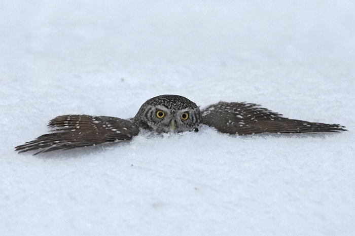 Воробьиный сыч (Glaucidium passerinum)