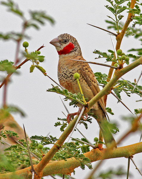 Красногорлая амадина (Amadina fasciata)