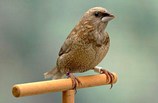 Японская амадина (Lonchura striata var. domestica)