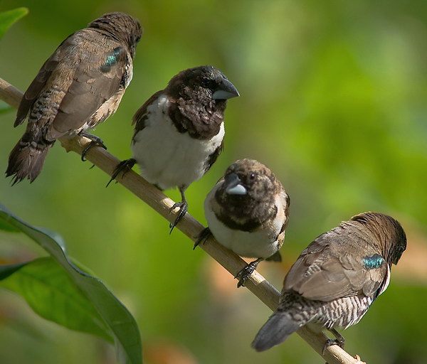 Бронзовокрылая амадина (Spermestes cucullata)