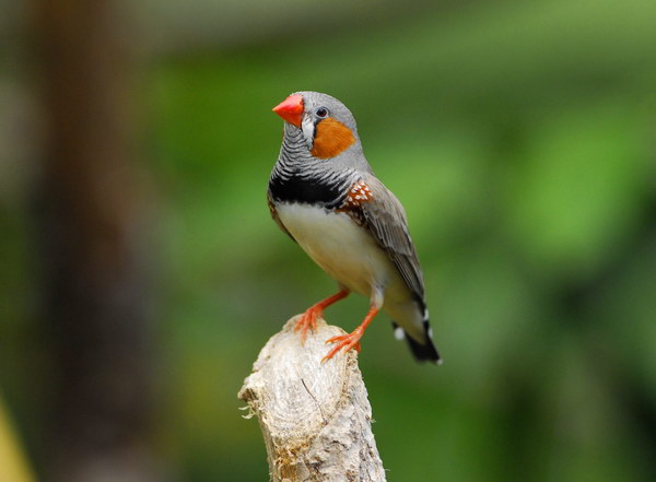 Зебровая амадина (Taeniopygia guttata)