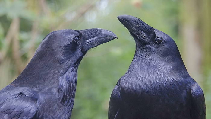 Ворон (Corvus corax)