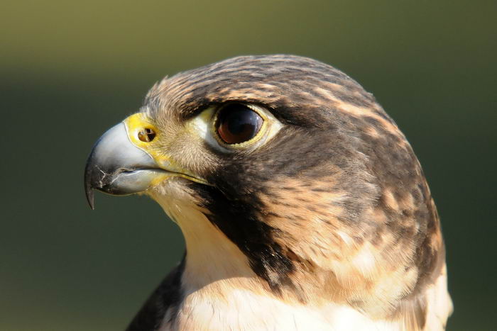 Сапсан (Falco peregrinus)