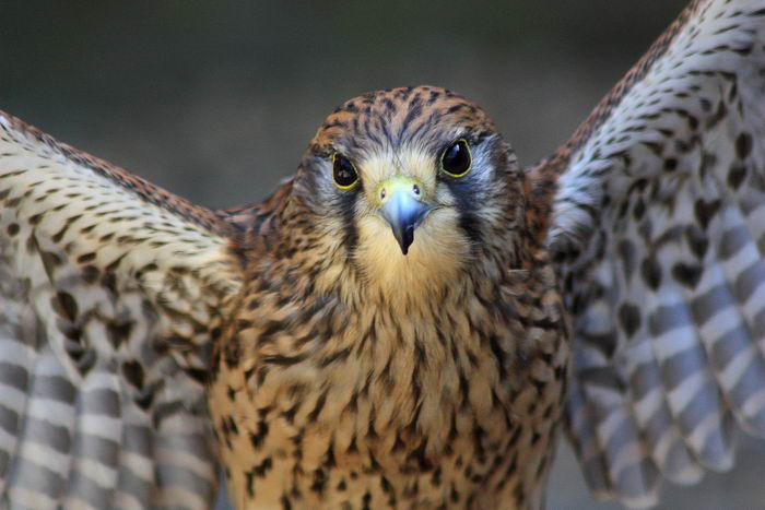 Сапсан (Falco peregrinus)