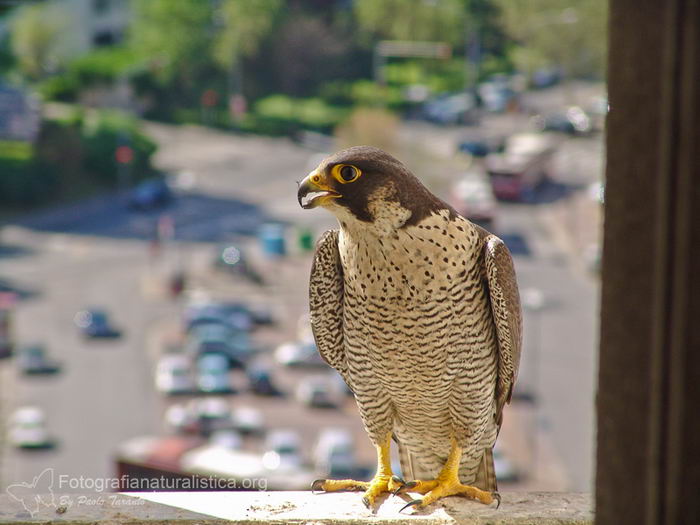 Сапсан (Falco peregrinus)