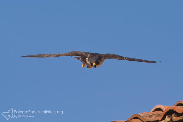 Сапсан (Falco peregrinus)