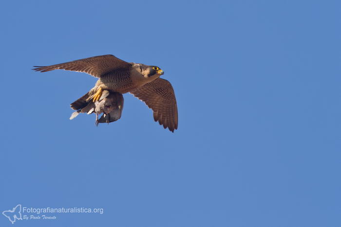 Сапсан (Falco peregrinus)