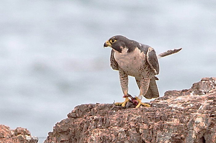 Сапсан (Falco peregrinus)