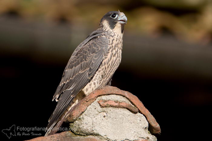 Сапсан (Falco peregrinus)