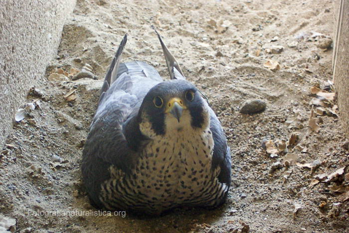 Сапсан (Falco peregrinus)