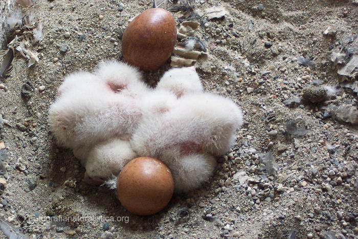 Сапсан (Falco peregrinus)