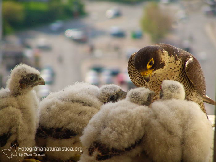 Сапсан (Falco peregrinus)