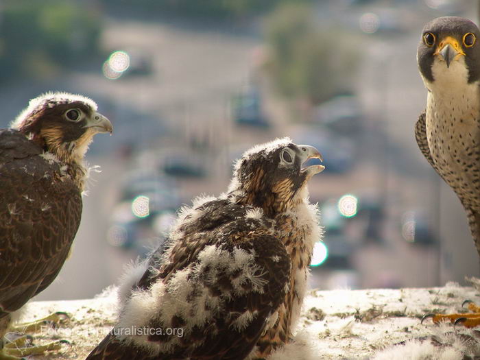 Сапсан (Falco peregrinus)