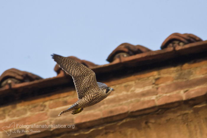 Сапсан (Falco peregrinus)