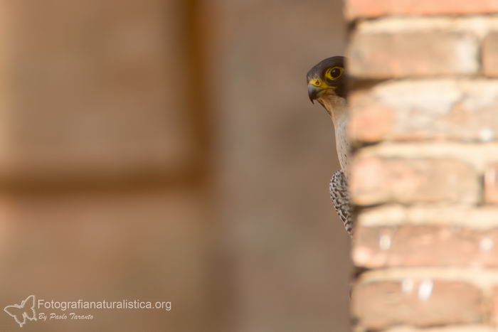 Сапсан (Falco peregrinus)