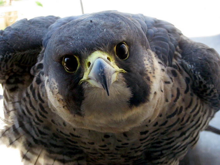 Сапсан (Falco peregrinus)