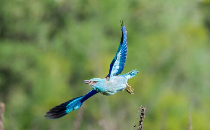 Coracias garrulus - сизоворонка