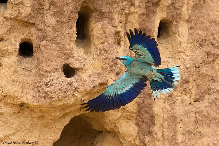 Coracias garrulus - сизоворонка