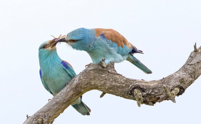 Coracias garrulus - сизоворонка