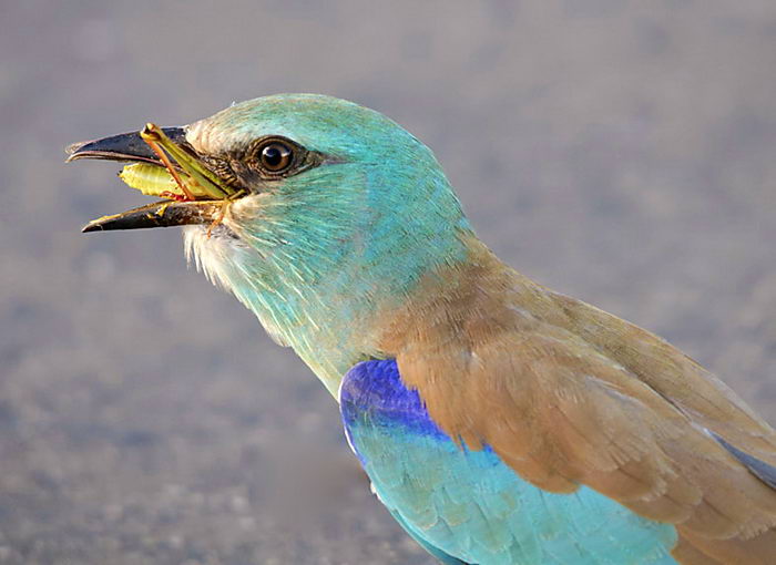 Coracias garrulus - сизоворонка